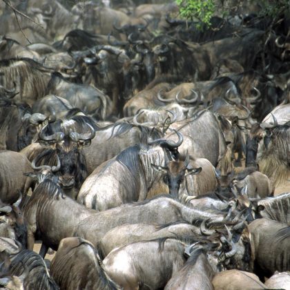 Wildlife - Masai Mara