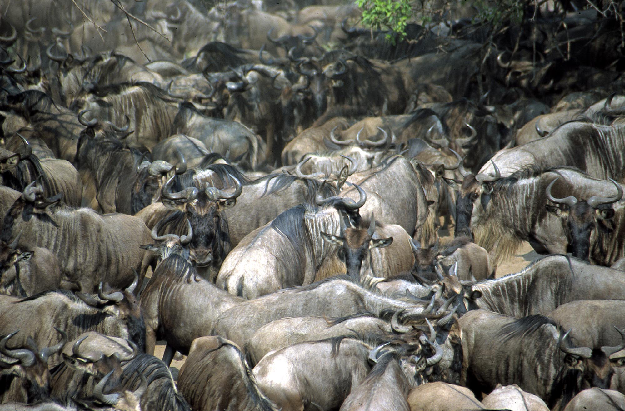 Wildlife - Masai Mara