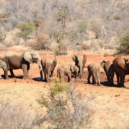 Madikwe - Elephants