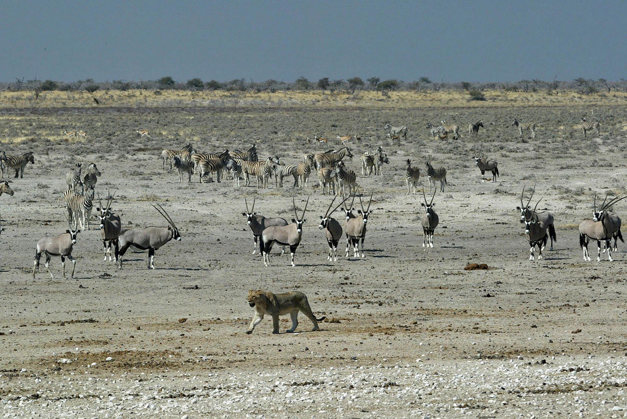 Little Ongava - Etosha