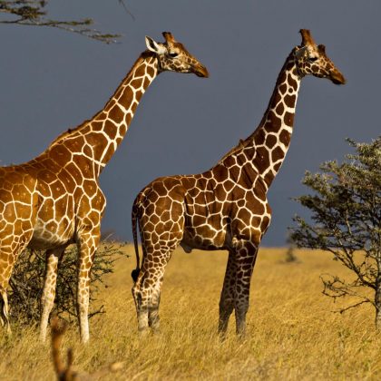Giraffes in Kenya