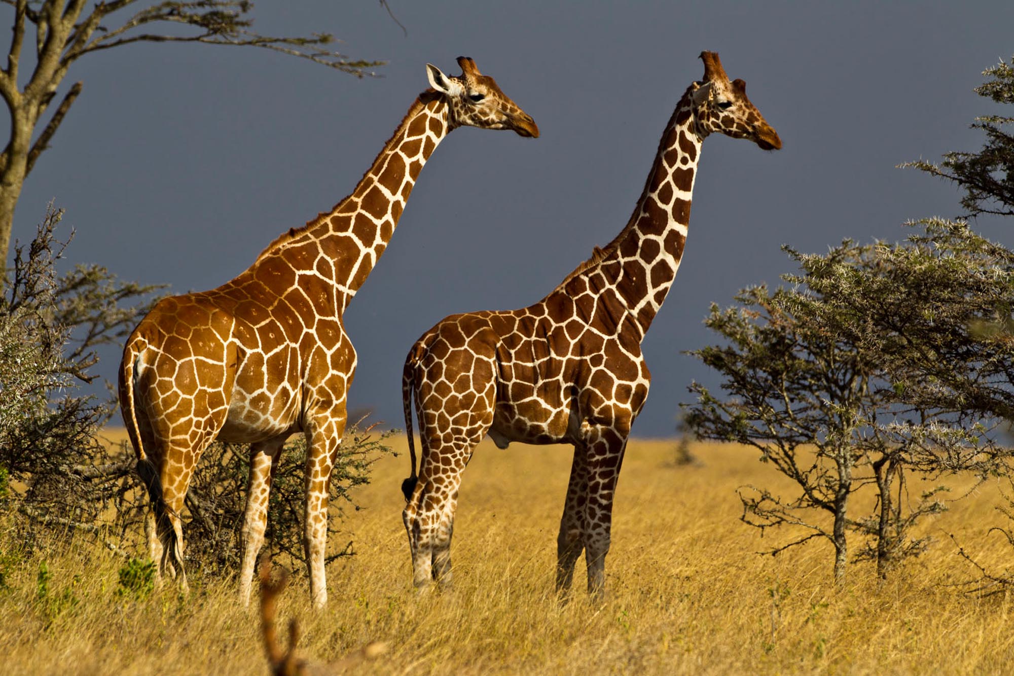 Giraffes in Kenya
