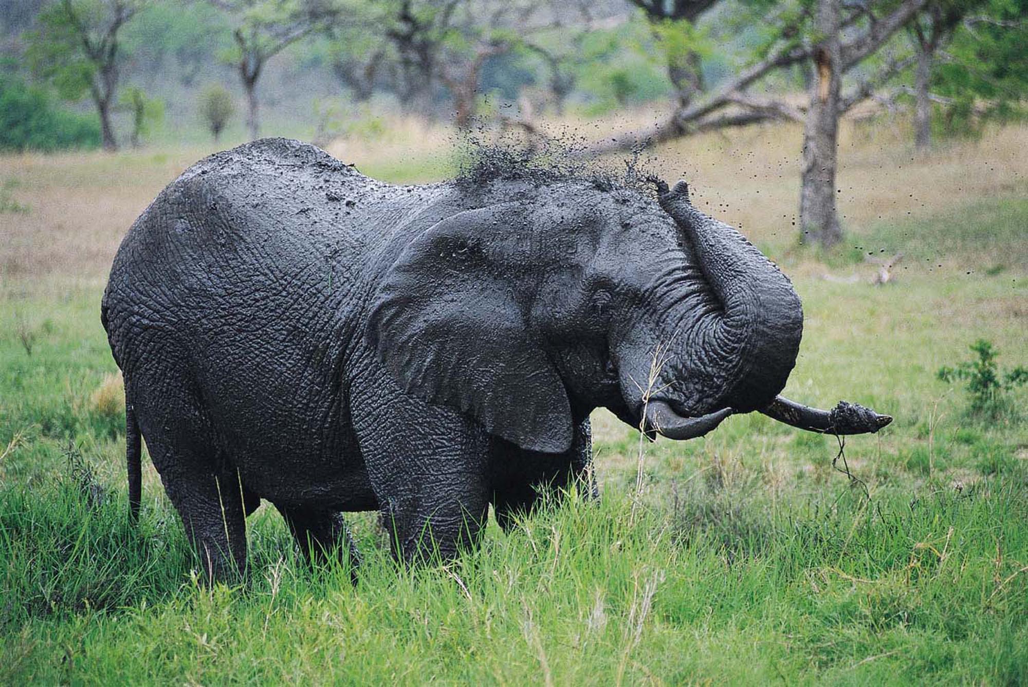Eastern Cape - Elephant