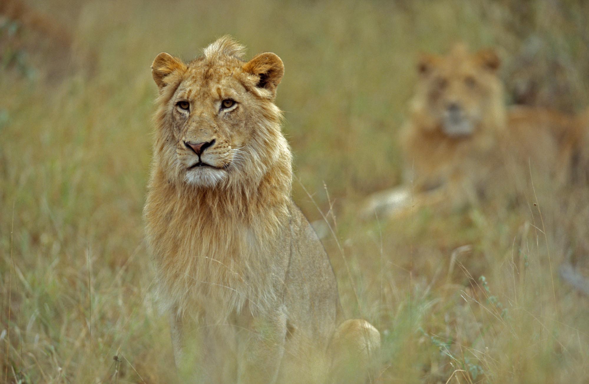 KwaZulu Natal - Lion