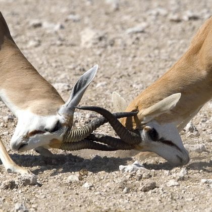 Buck - Etosha