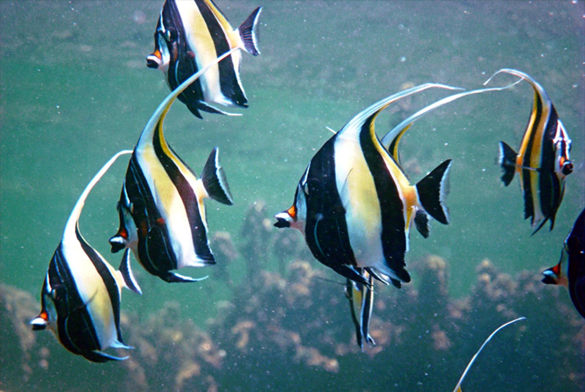 Lamu Island - Reef fish