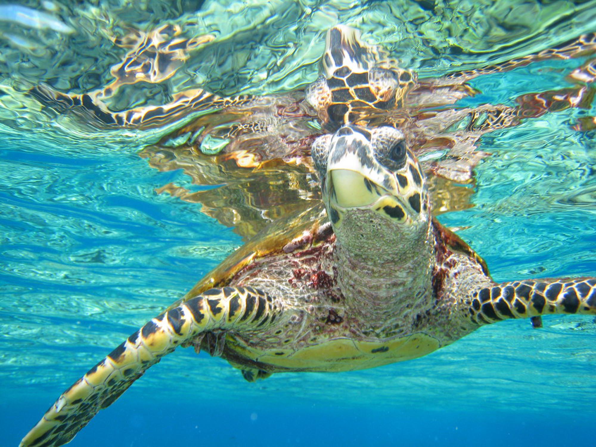 Turtle in Indian Ocean