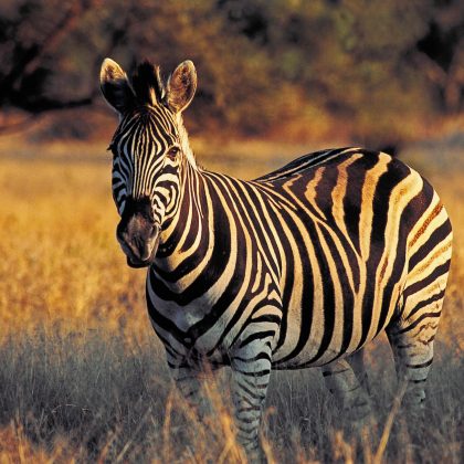 Zambia - Zebra