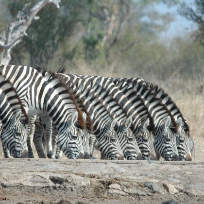 Eastern Cape - Zebra