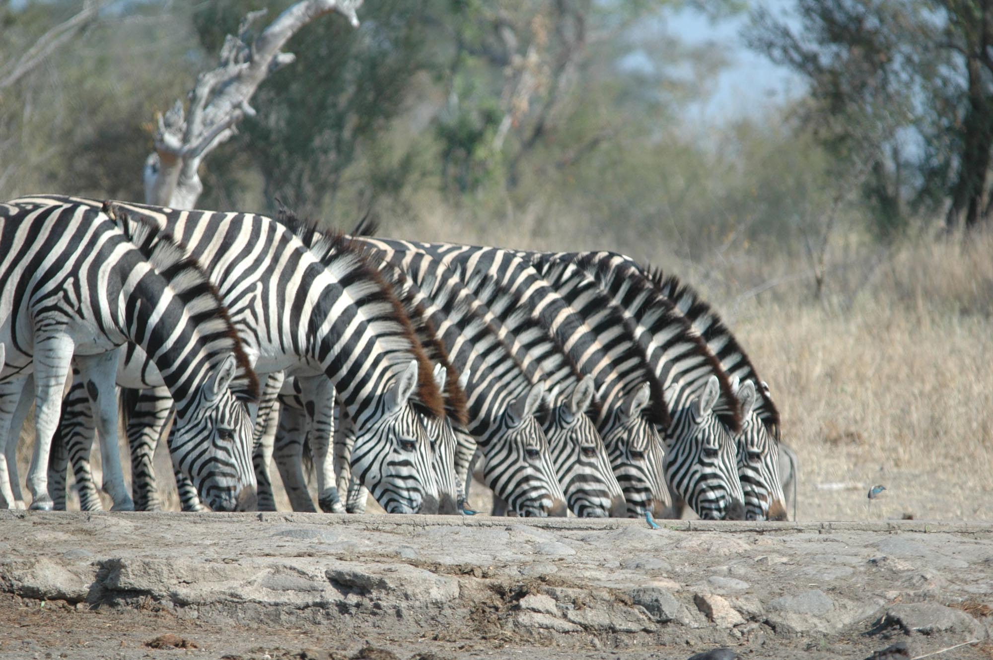 Eastern Cape - Zebra