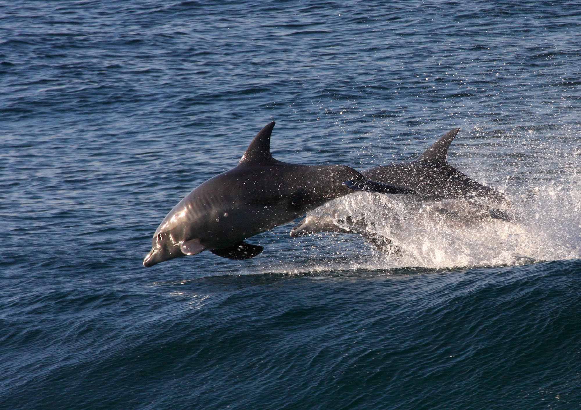Garden Route - Dolphins