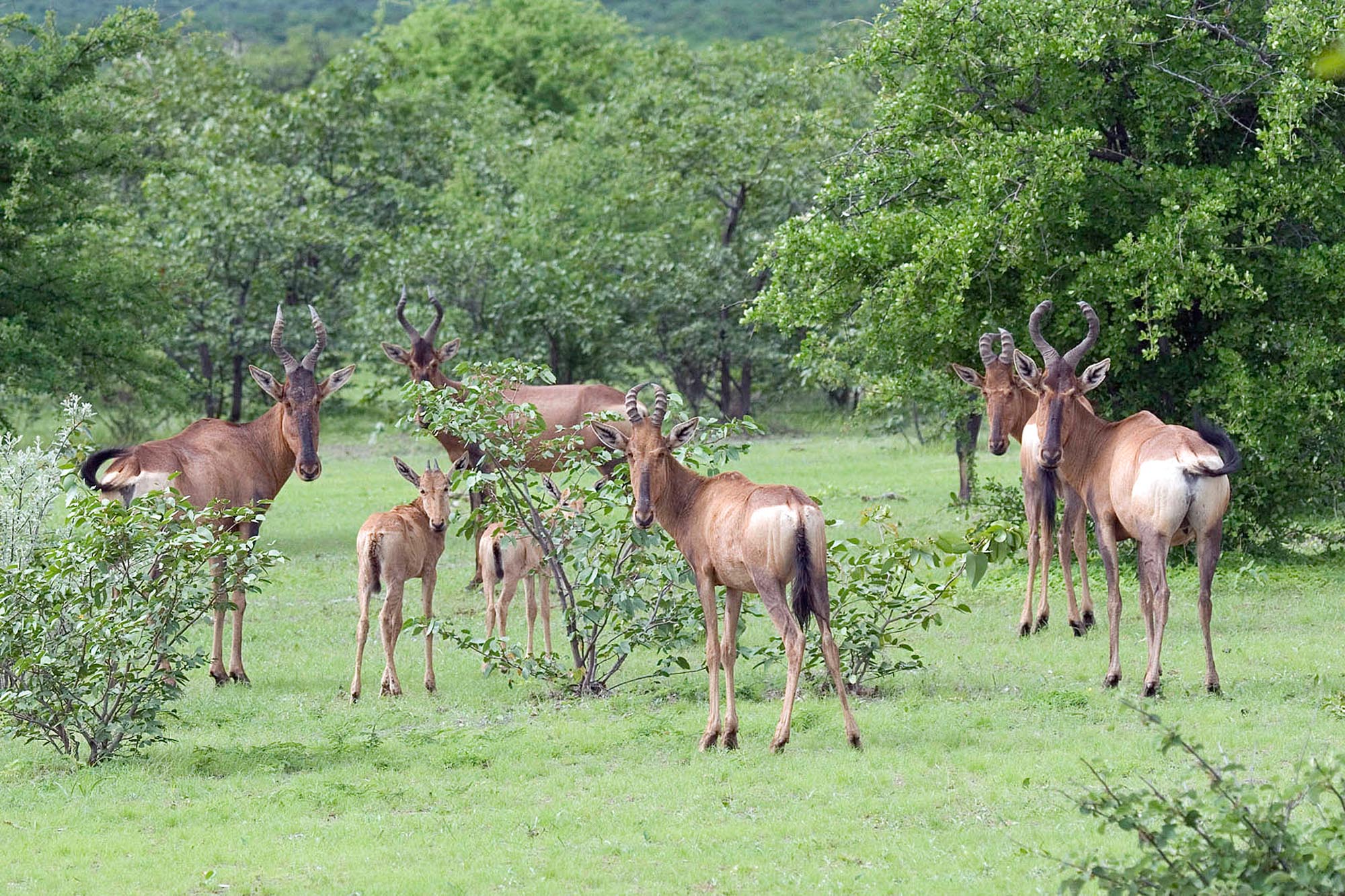 Little Ongava in Namibia