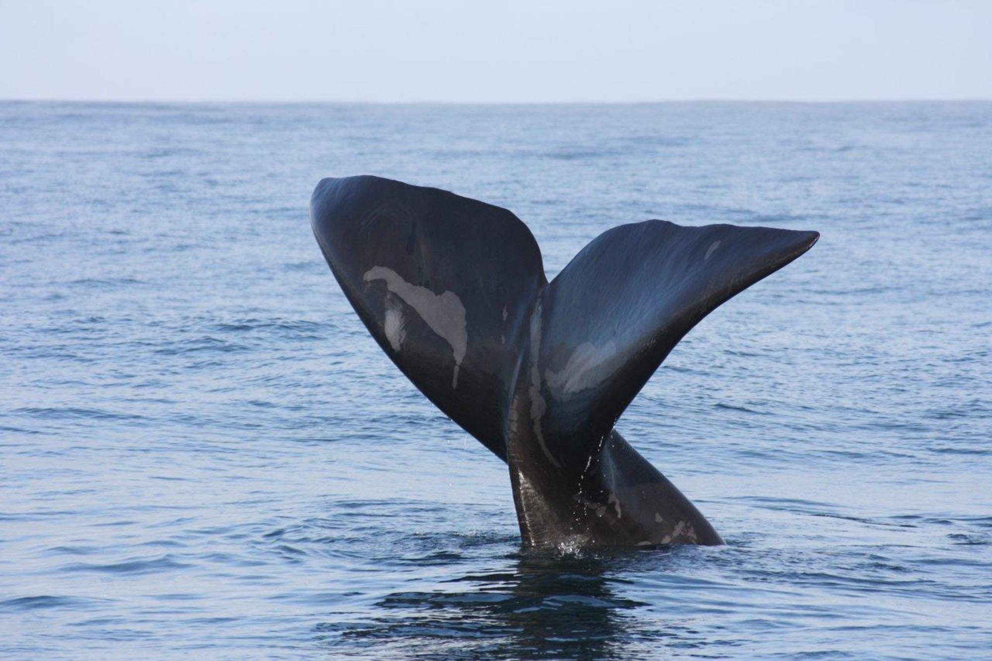 Whale Coast - Hermanus