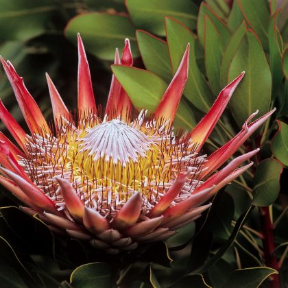 South Africa - King Protea