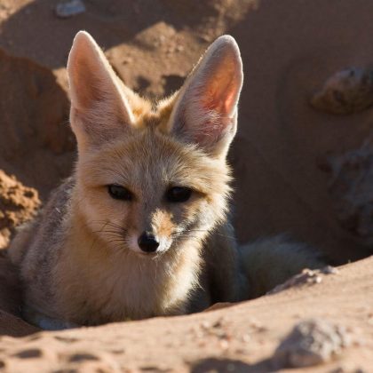 Skeleton Coast - Animal