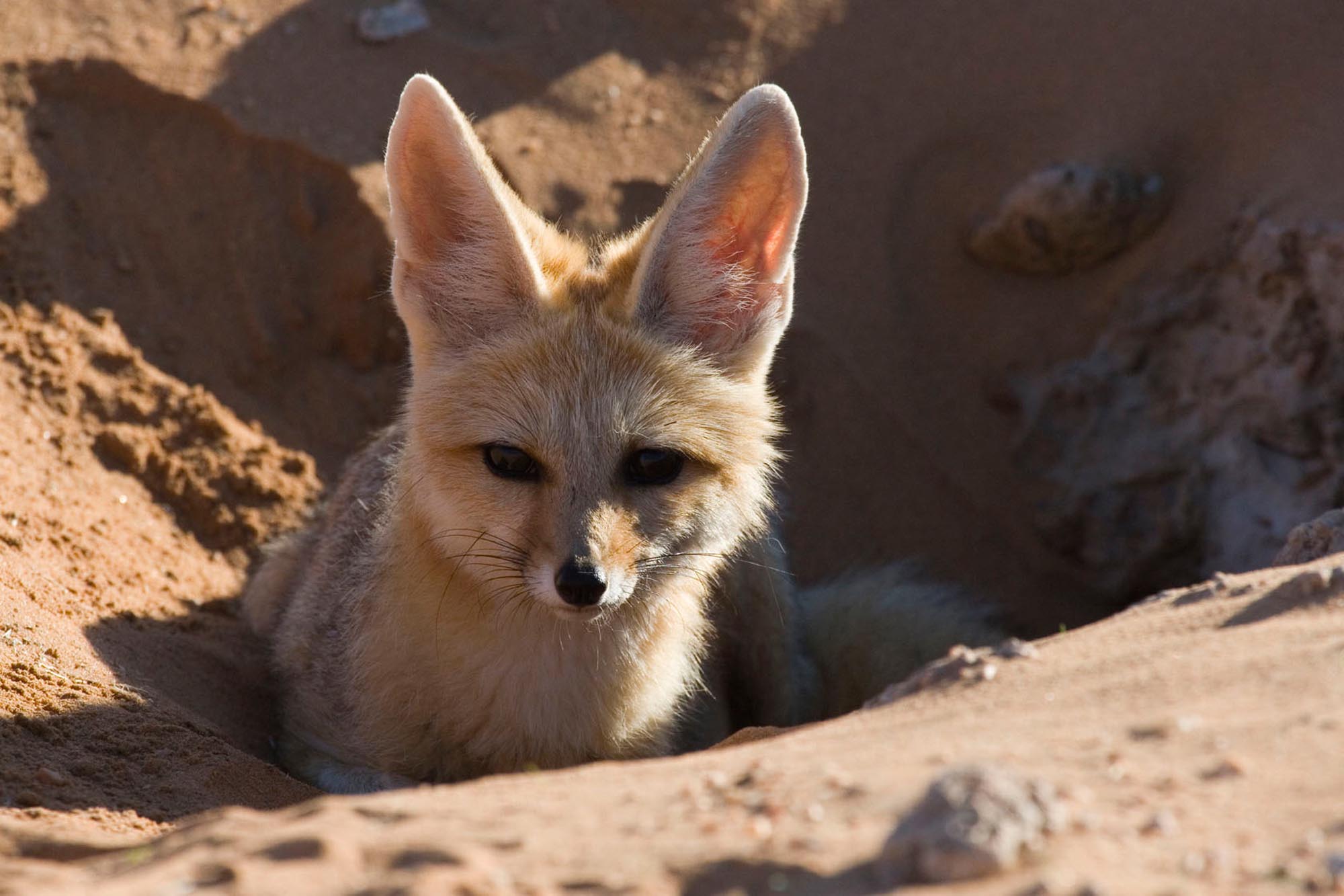 Skeleton Coast - Animal