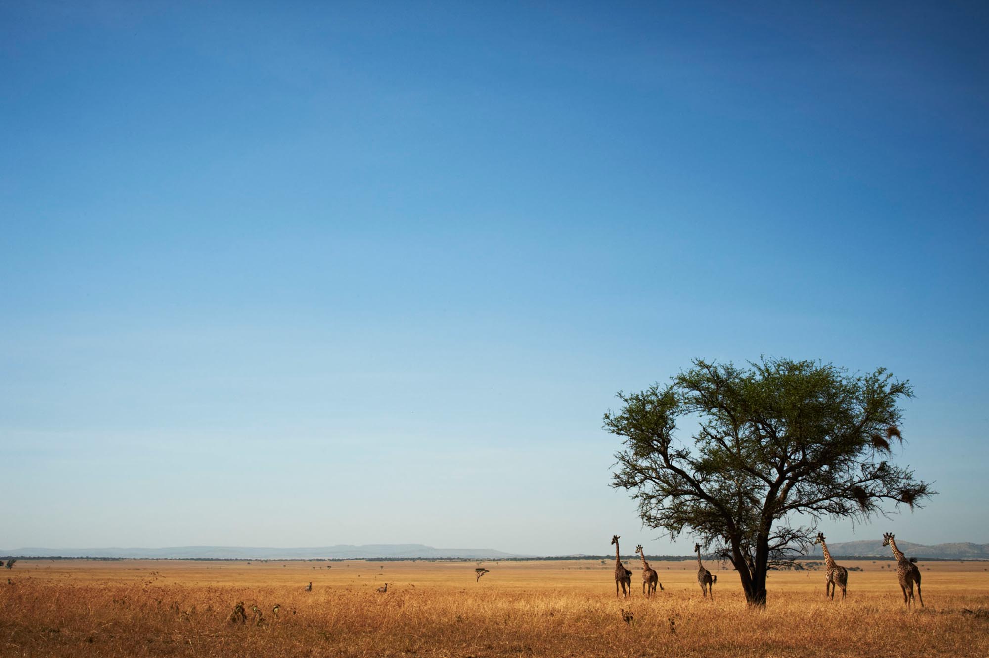 Tanzania - Singita Faru Faru