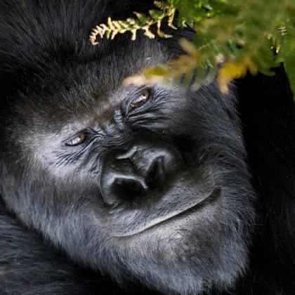 National Volcanoes Park - Gorilla