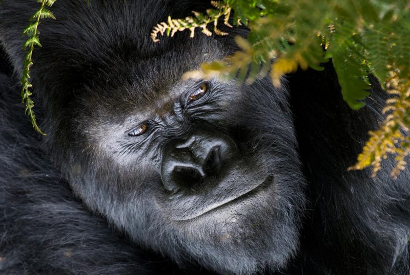 National Volcanoes Park - Gorilla