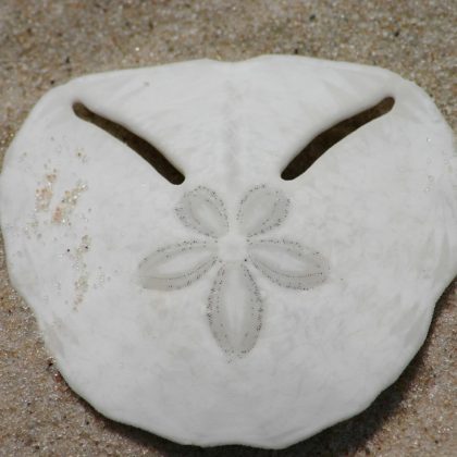 Bazaruto - Sea Shell