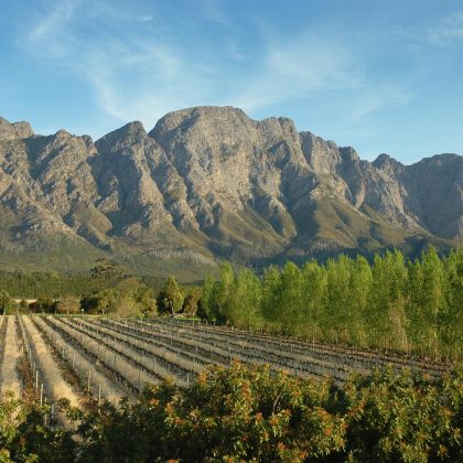 Franschhoek Vineyards - Cape Winelands