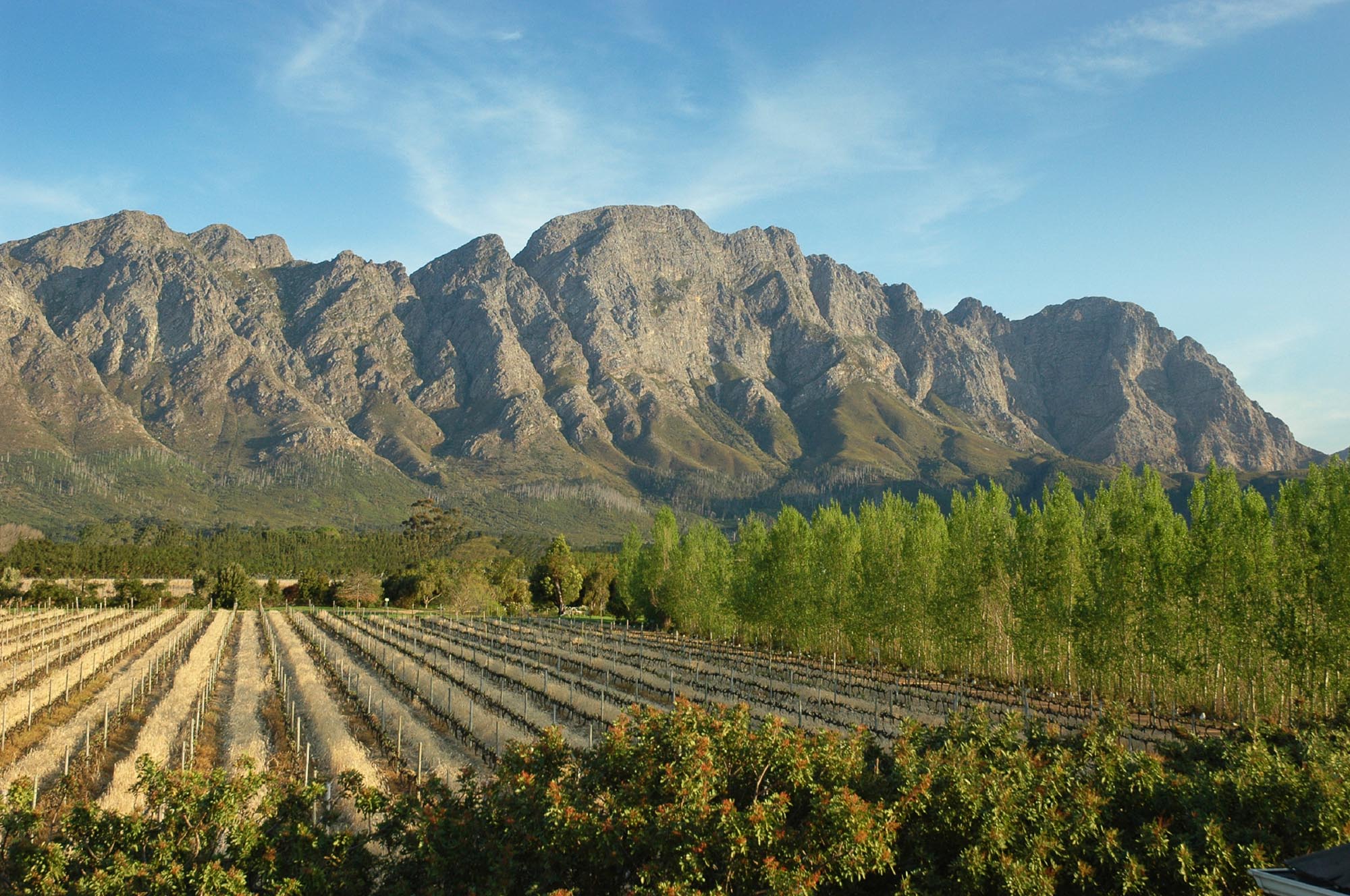 Franschhoek Vineyards - Cape Winelands
