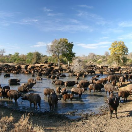 The Timbavati Private Nature Reserve