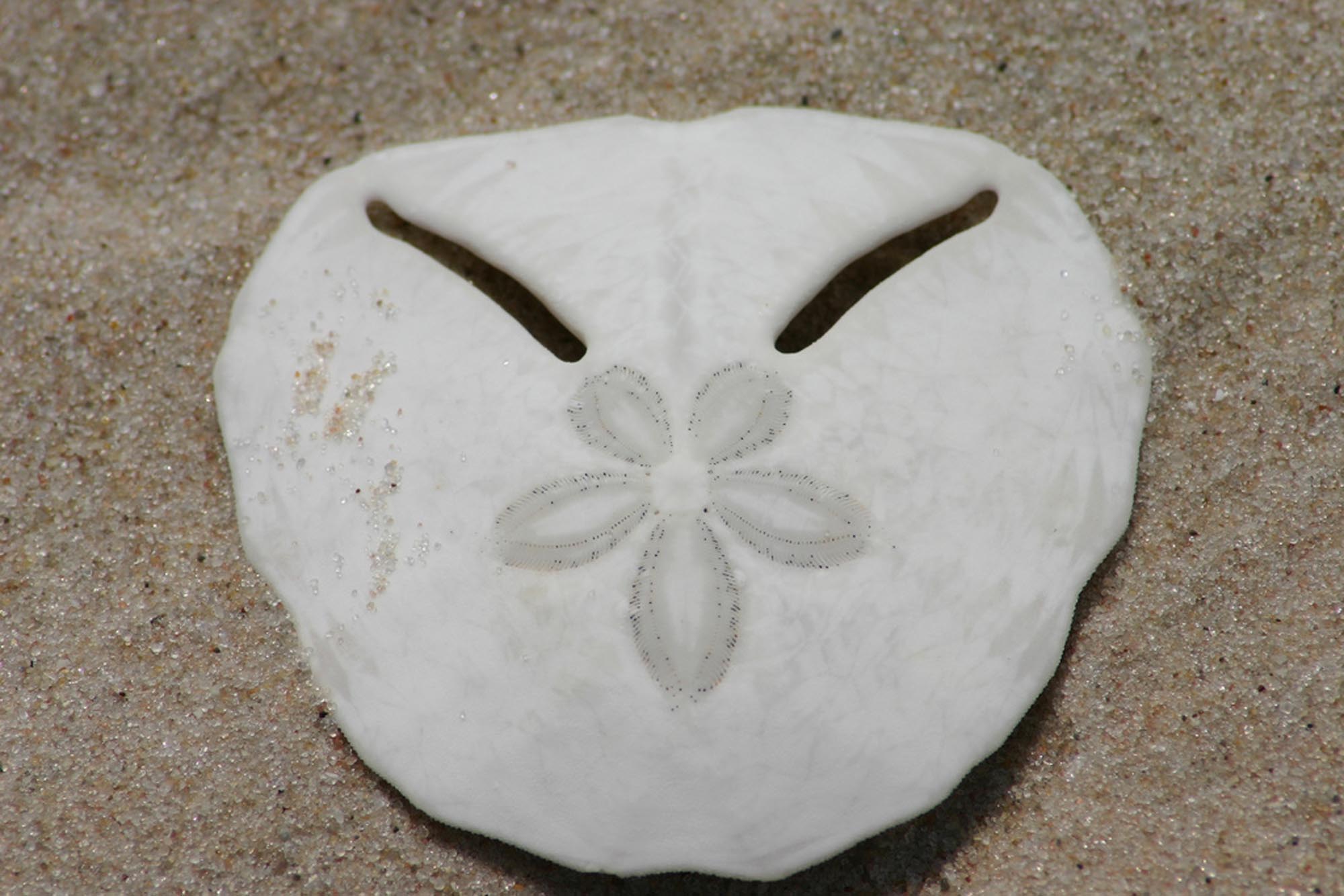 Bazaruto - Sea Shell