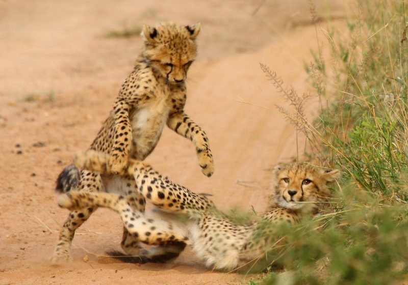 Sabi Sands