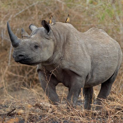 Malilangwe Wildlife Reserve - Rhino