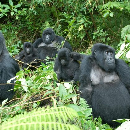 Sabyinyo Silverback Lodge - Gorilla Safari - Jungles of Rwanda - Gorilla
