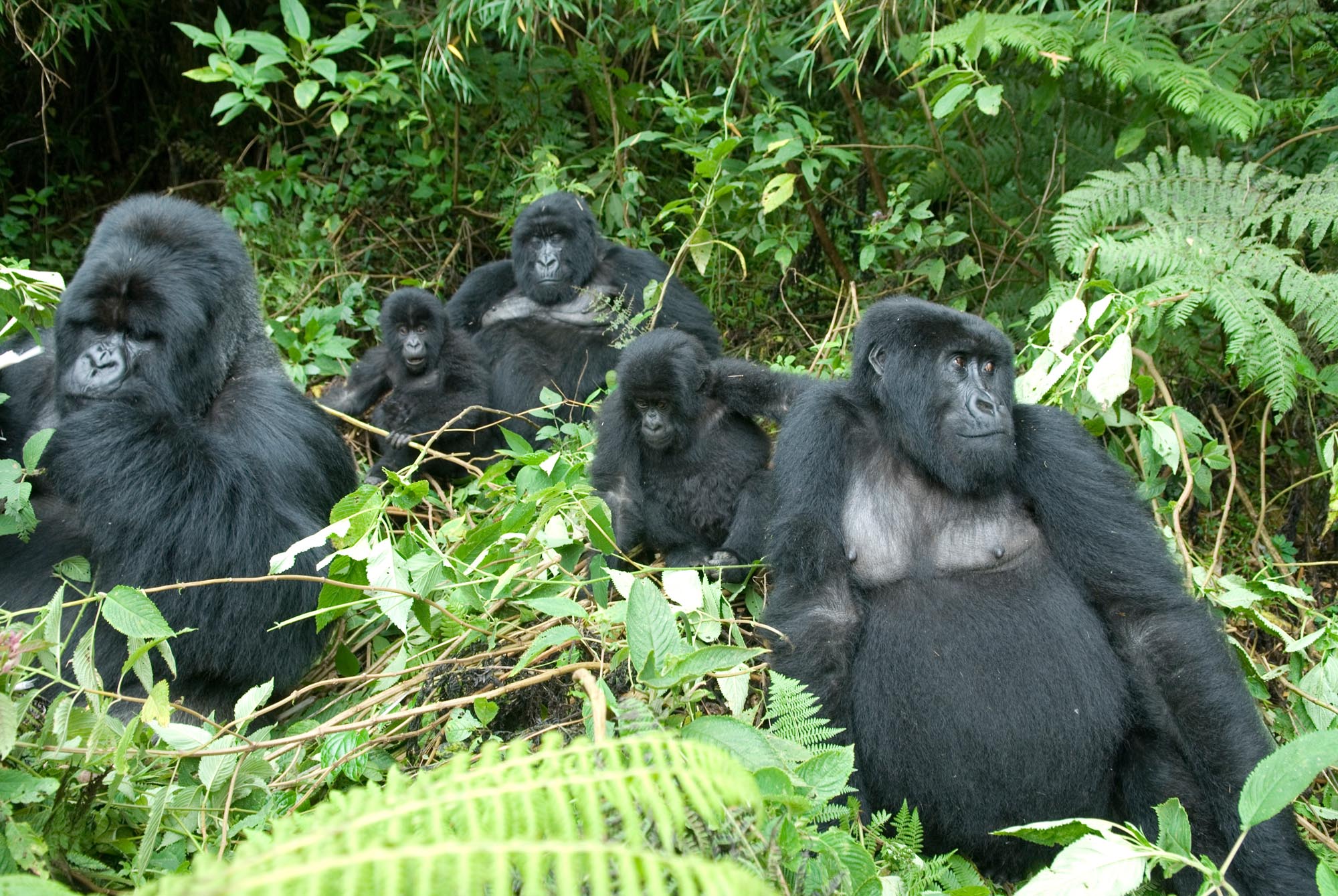 Sabyinyo Silverback Lodge - Gorilla Safari - Jungles of Rwanda - Gorilla