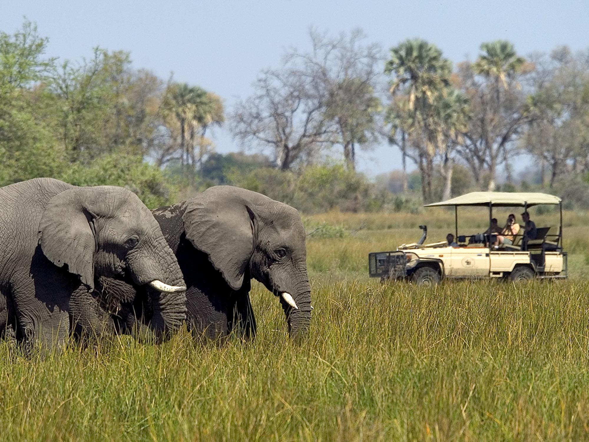 Elephants - Xaranna Okavango Delta Camp