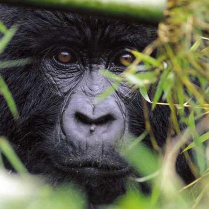 Rwanda - Gorilla