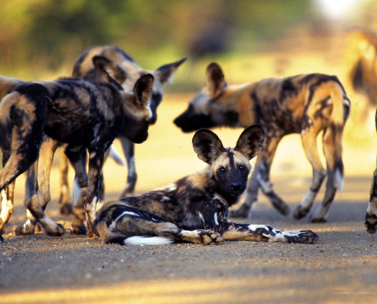 Wild dogs - Natural Events