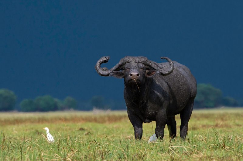 Big 5 - Buffalo