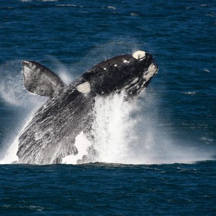 Whale Watching - South Africa