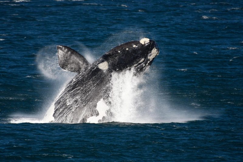 Whale Watching - South Africa