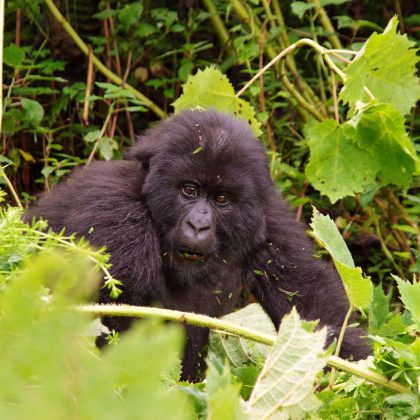 Gorillas Nest Lodge - Gorilla