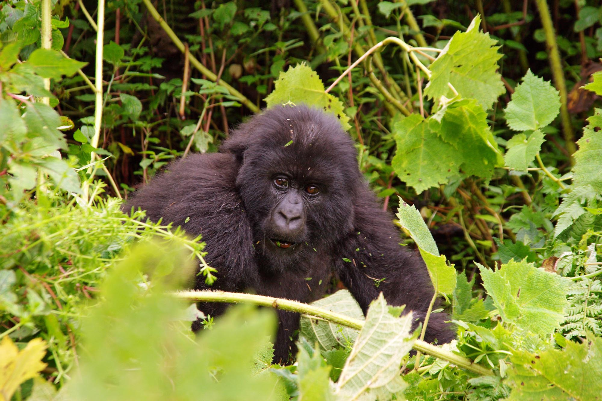 Gorillas Nest Lodge - Gorilla