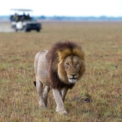 Luangwa Valley - lion