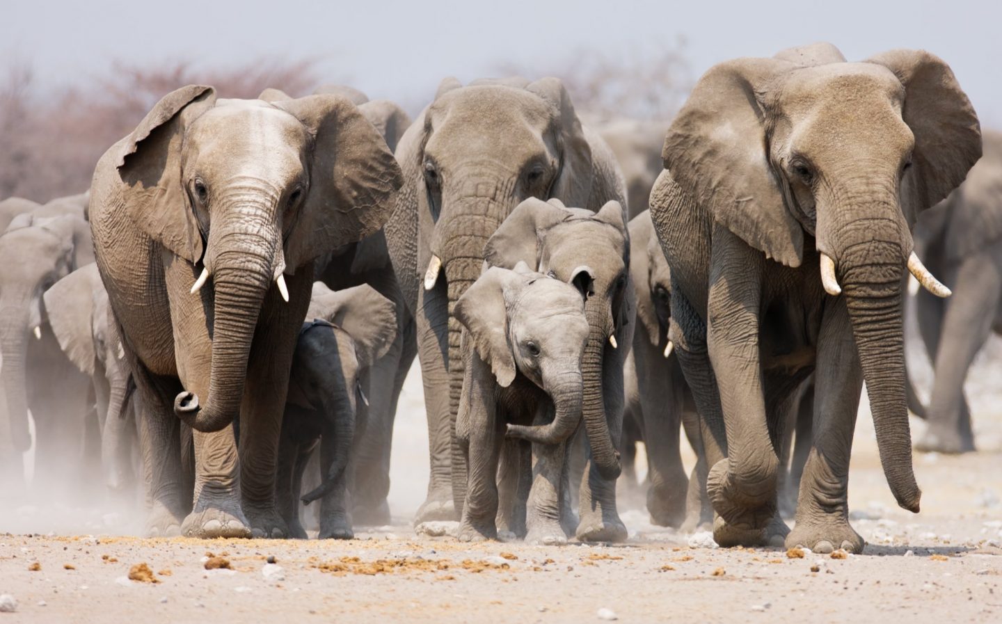 Elephants - Timeless Africa Safaris - About us