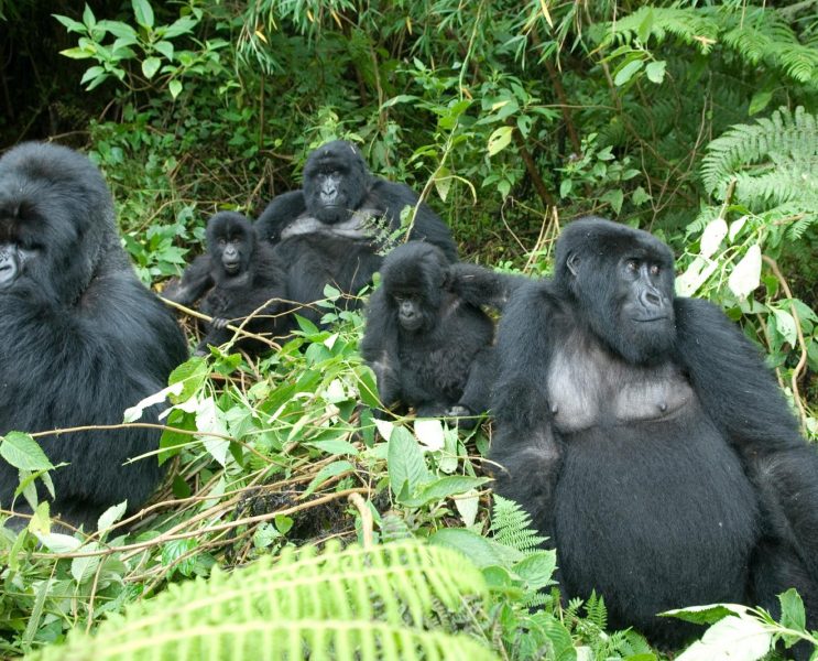 Gorillas - Natural Events