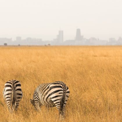 Nairobi - Zebra