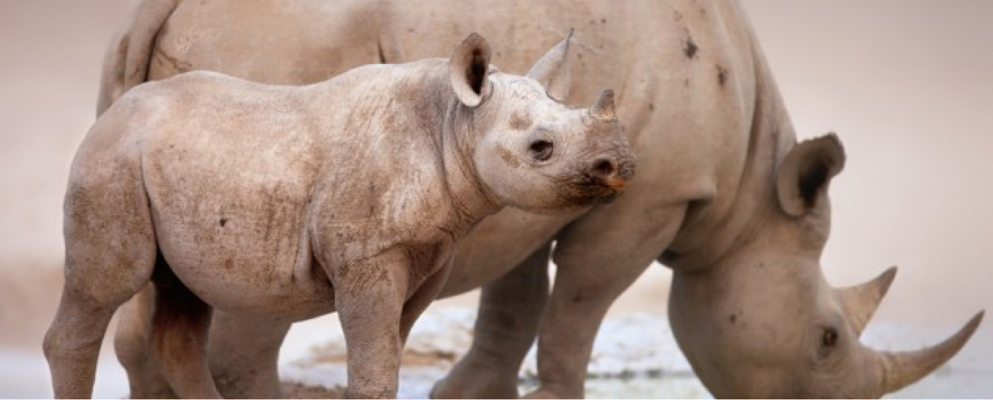 Responsible Tourism - rhino