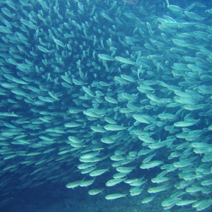 Ocean Safari - African Waters