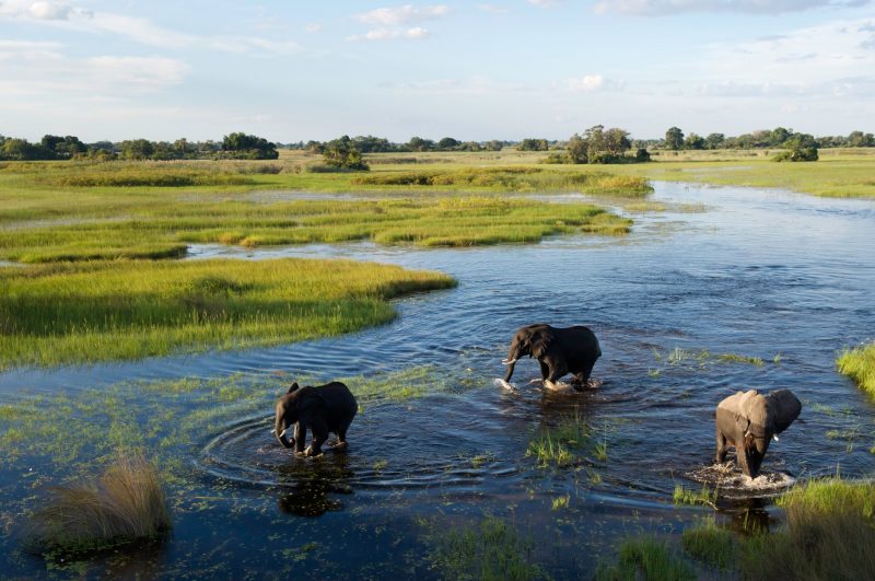 Elephants in a river