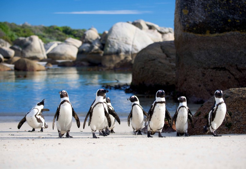 Boulders Beach Penguins, Cape Town