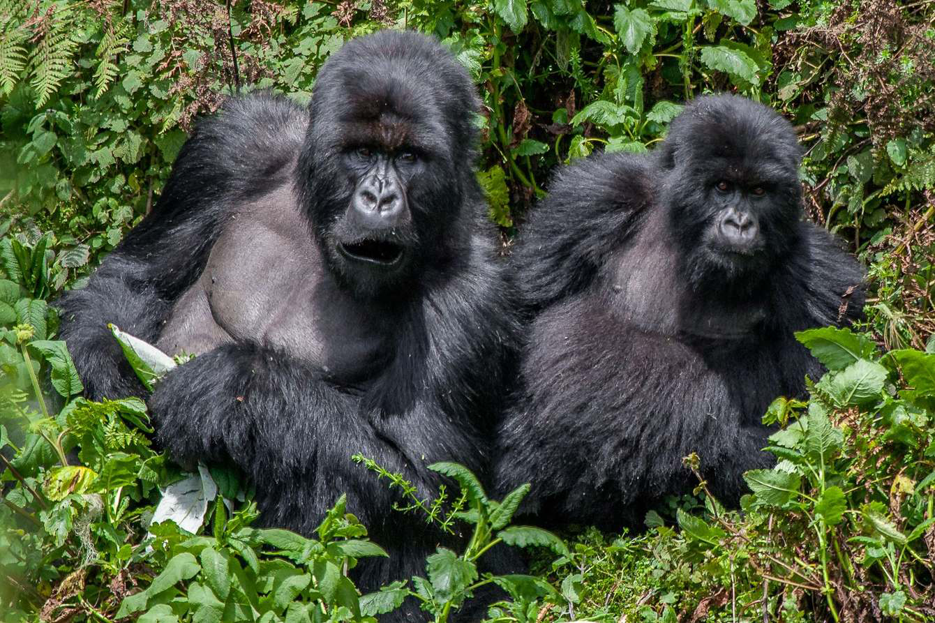 Gorillas in Rwanda