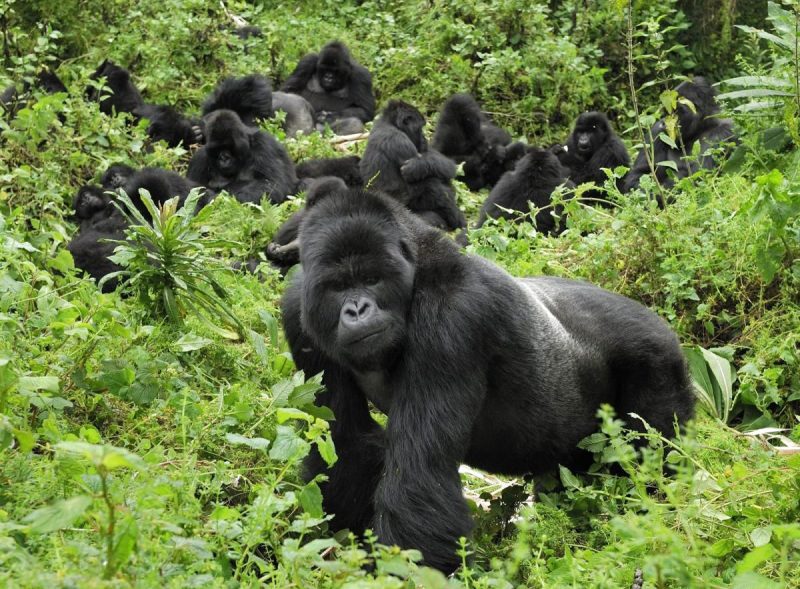 Gorillas in Rwanda